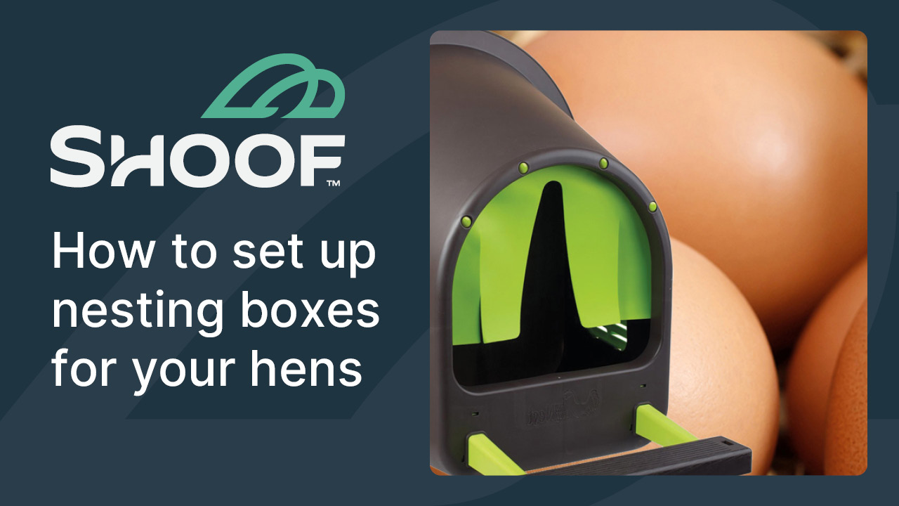 Poultry Nesting